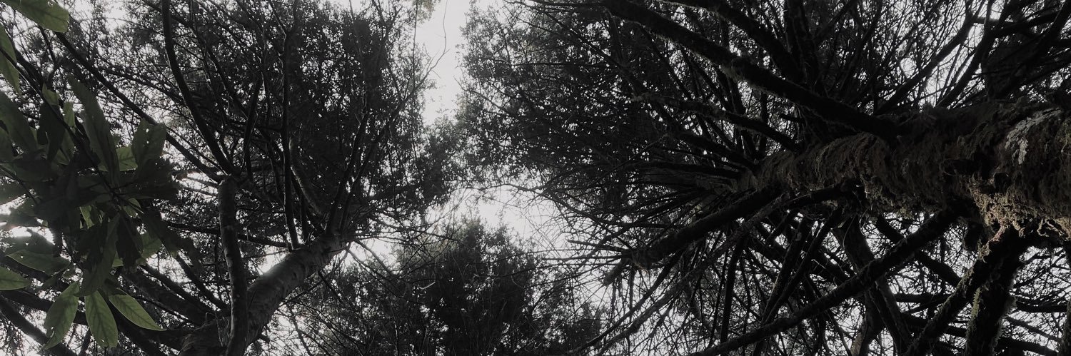 dinosagitt's profile banner image