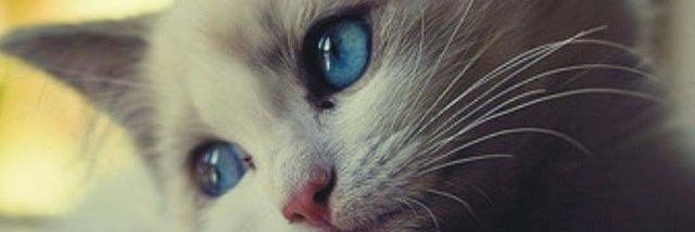 HamzaButt0786's profile banner image
