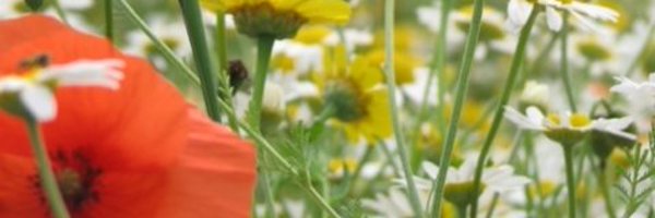 WellbeingStWil1 Profile Banner