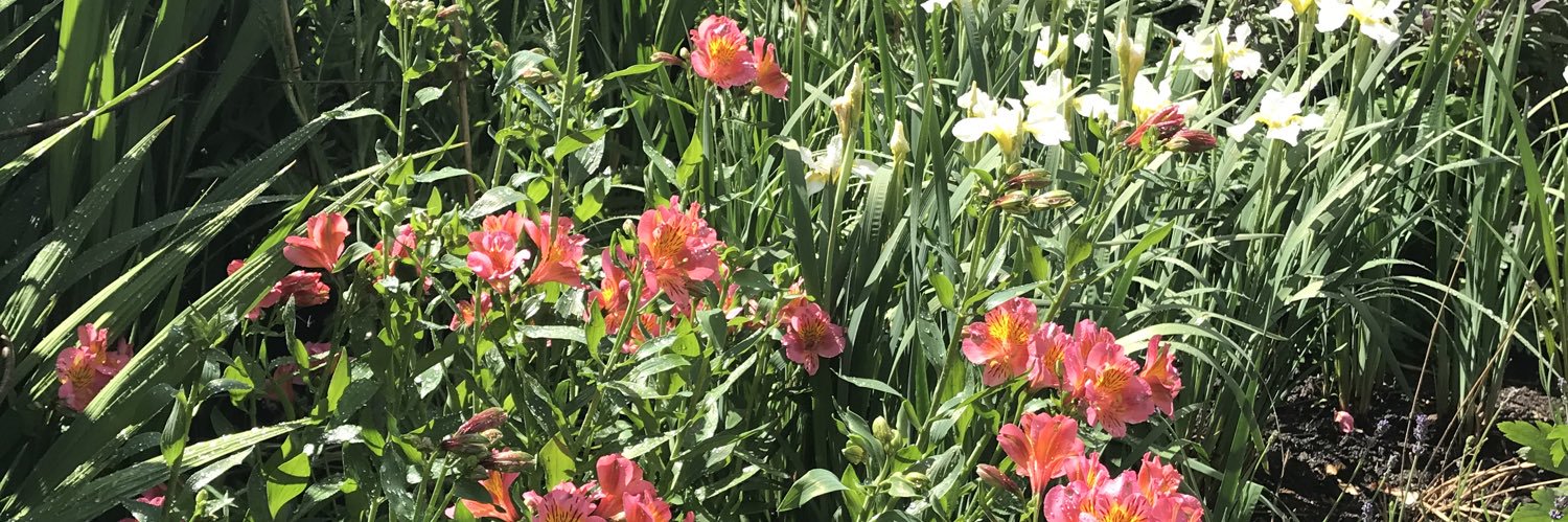 Janene Cox OBE banner