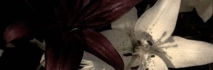 sem banner