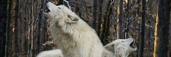 wolfs101's profile banner image