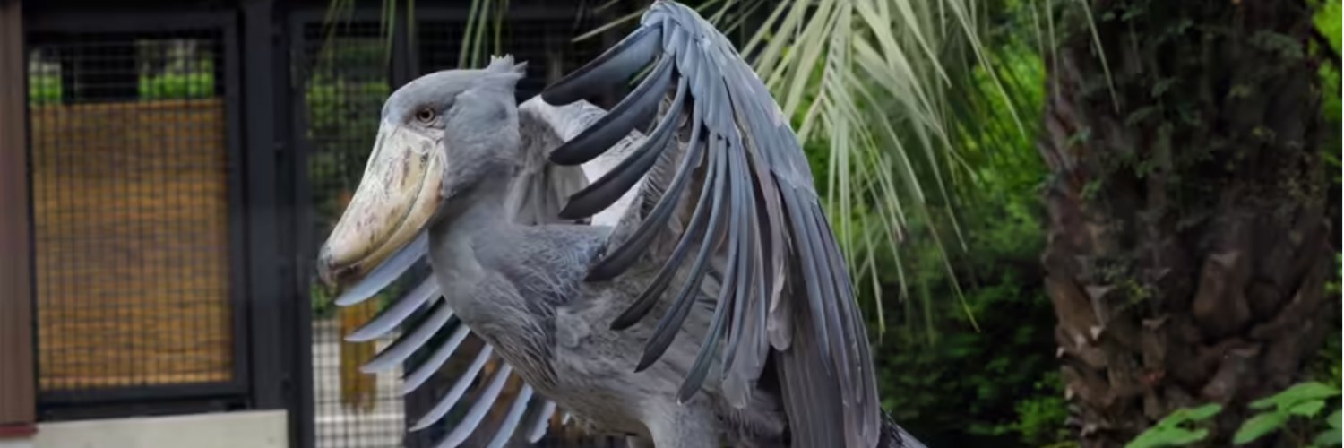 SHOEBILL(✸,✸) banner