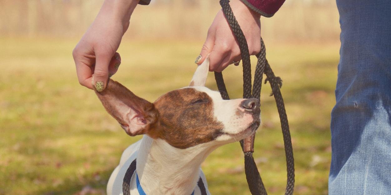 LebanonHumane's profile banner image