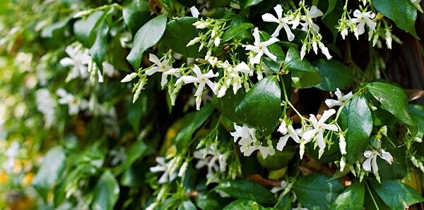 Beautiful Georgia banner