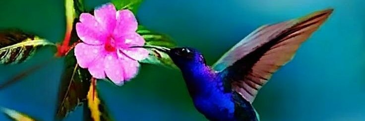 Mister𝕏 banner