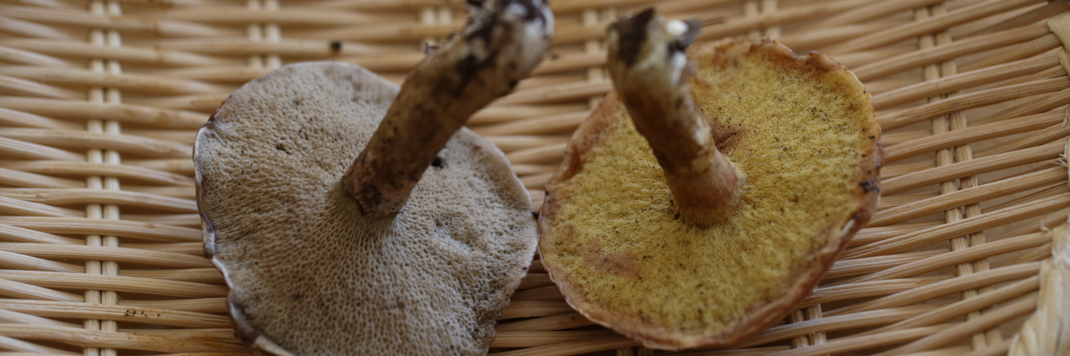 じごぼう banner