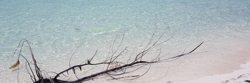 rauguti's profile banner image