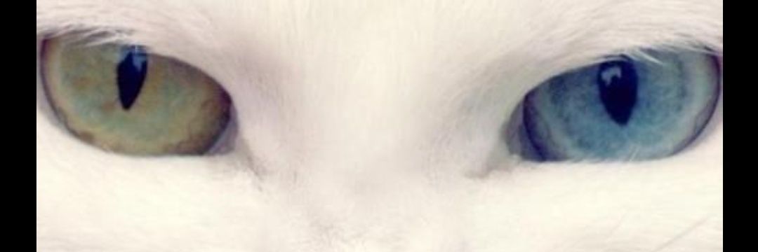 Ghost Kitty Pickles 🐾😺 banner