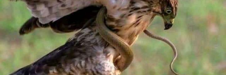 phi_ndex's profile banner image