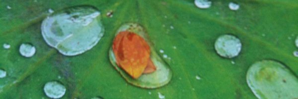 Seerose2013 Profile Banner