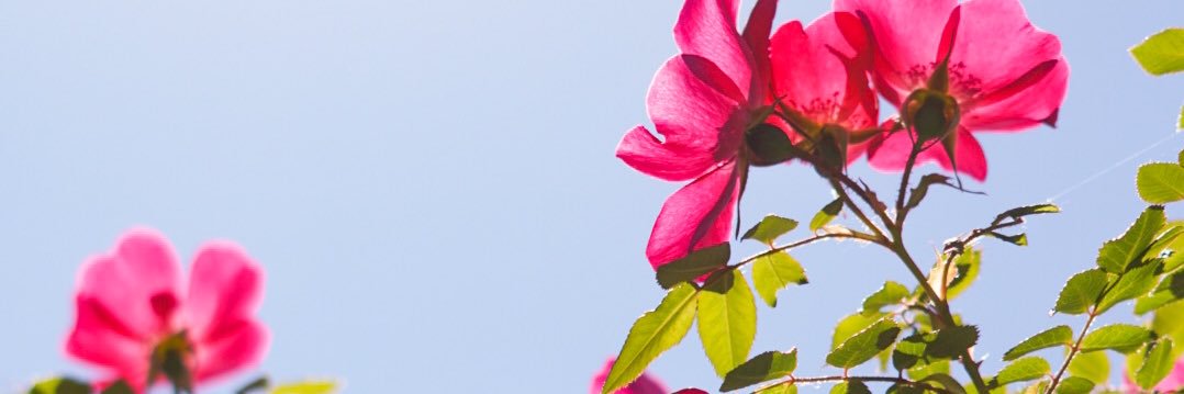 Oelleest1's profile banner image
