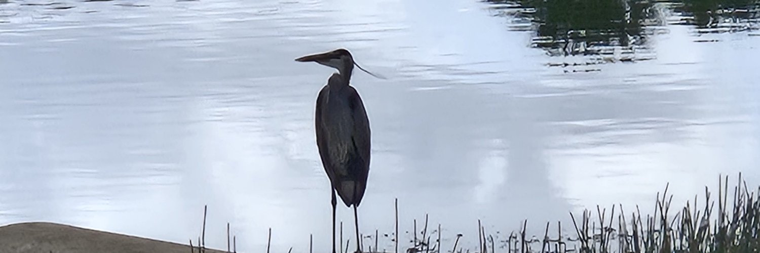 Virtualworld Lyn banner
