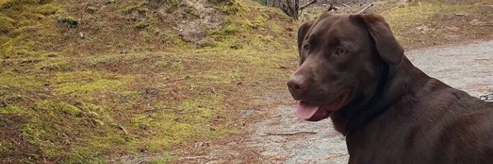 HemingwayTanya's profile banner image