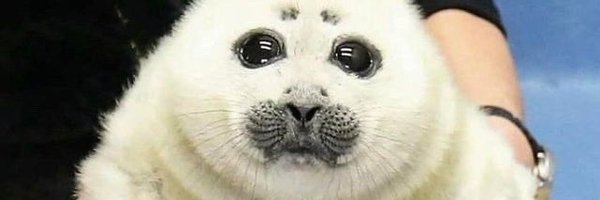 jumimoco Profile Banner