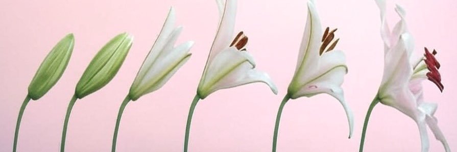 2grls1blunt's profile banner image