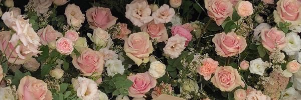 𝒜𝓋𝒾 ☆ banner