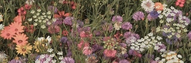 pipear🧚🏻 banner