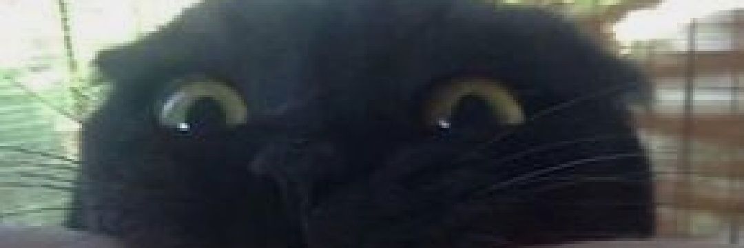WhoIsKamilla's profile banner image