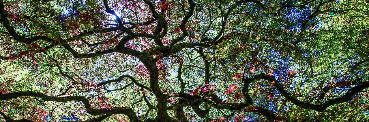 A N I K A 🦋 banner