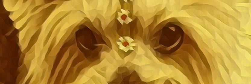 cacaulannes's profile banner image