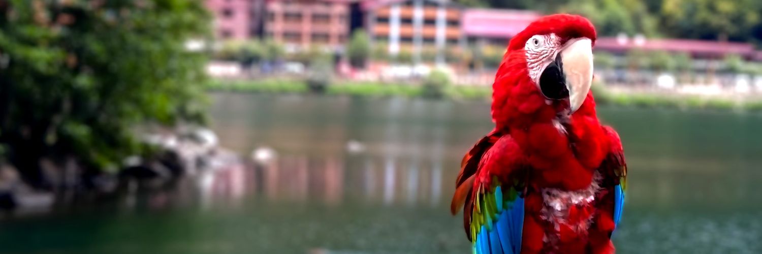 Sameh Mohammed banner