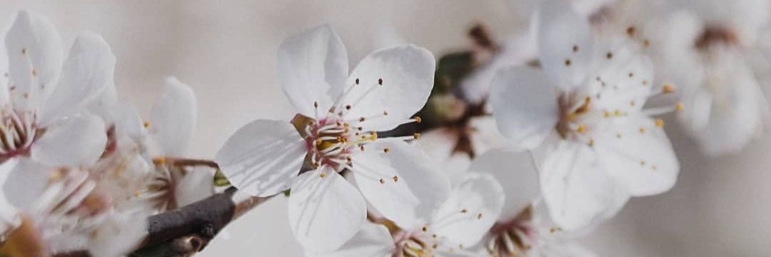 Patriciaacl's profile banner image