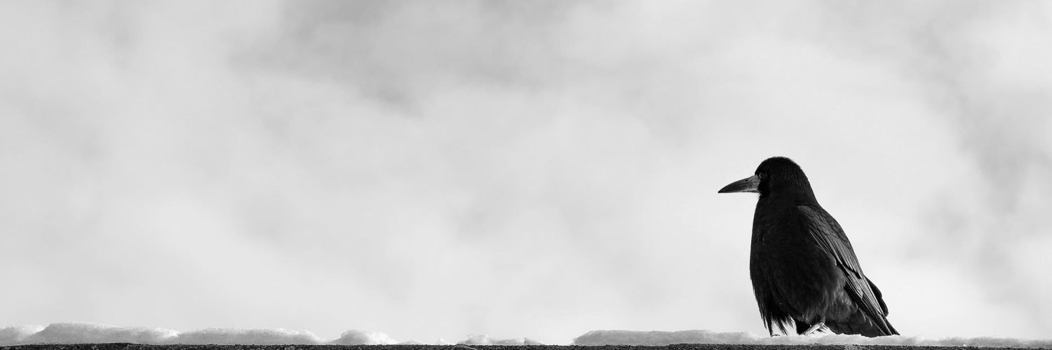 kim ☂︎ banner