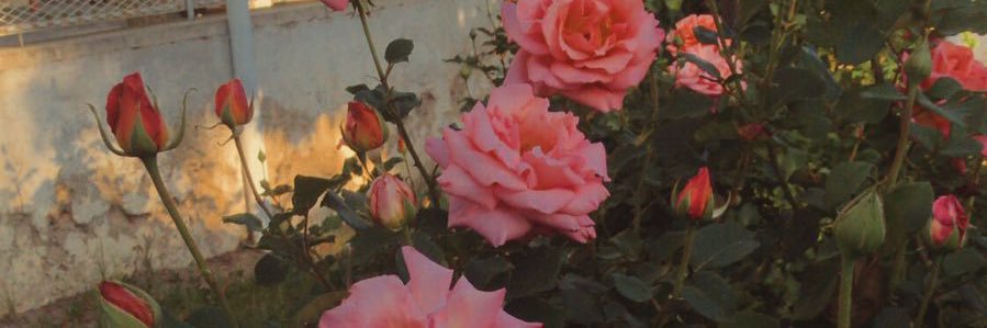 Viole_Gamarra's profile banner image