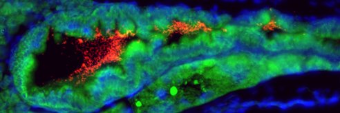 GuilleminLab's banner