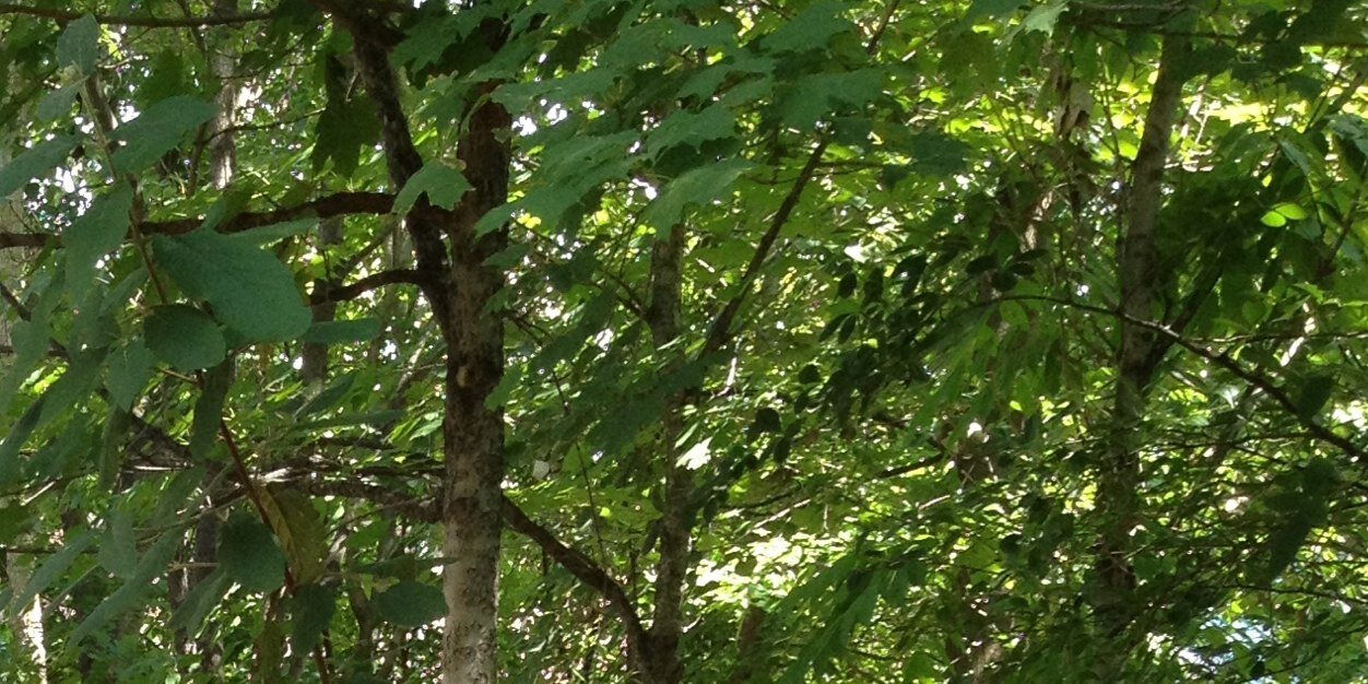 MissyStritt's profile banner image