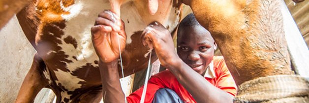 Feed the Future Innovation Lab for Animal Health banner