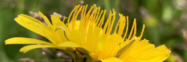 SjoerdWouw Profile Banner