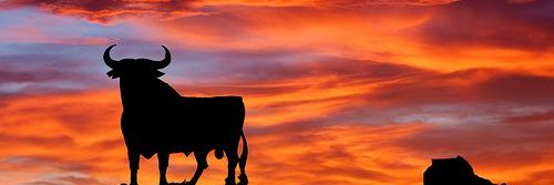 Torero🐂 banner