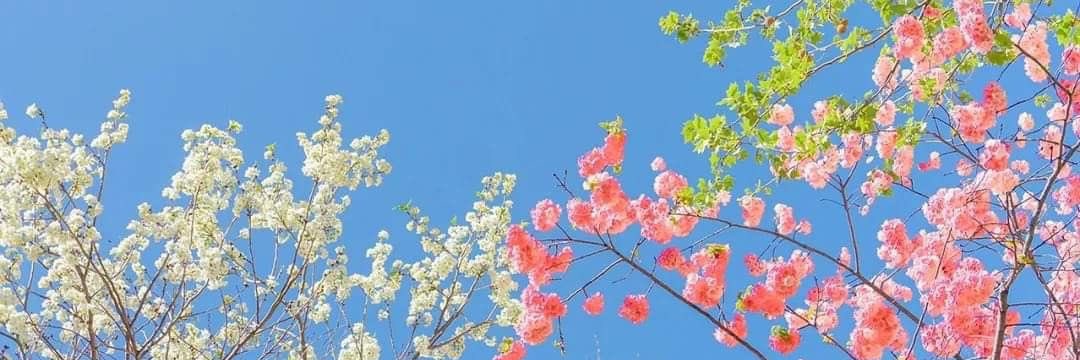 - ปี ม่ า ม - banner