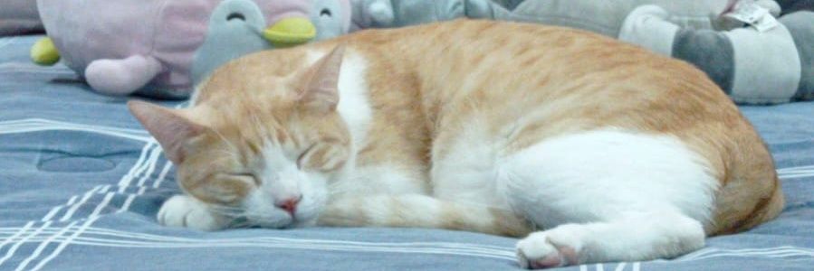 _VicHdz's profile banner image