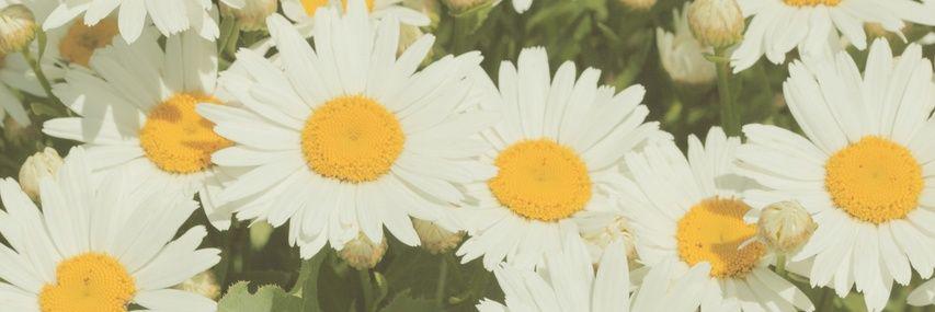 Handaaaan's profile banner image