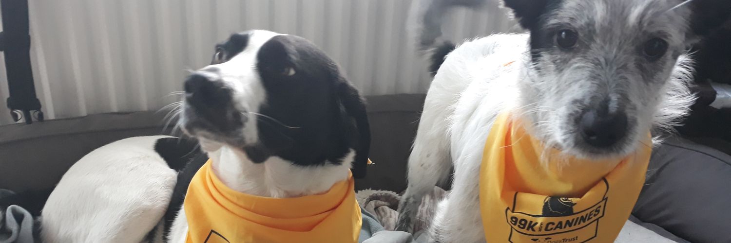 scrunchiebear's profile banner image