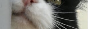 esorrecneps's profile banner image