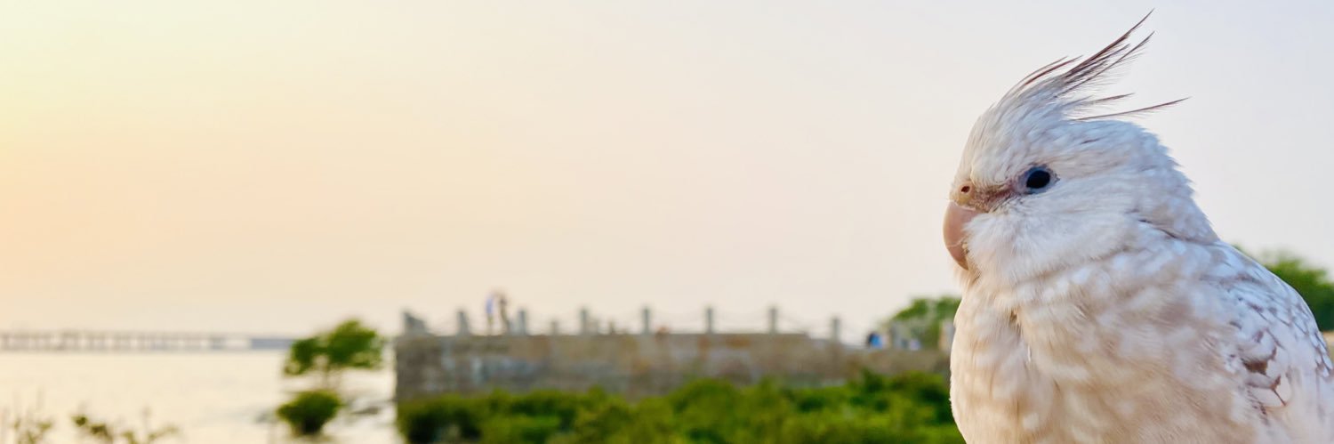 Samantha Yellow banner