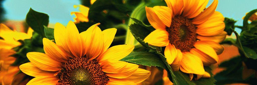 Love__Reysol's profile banner image