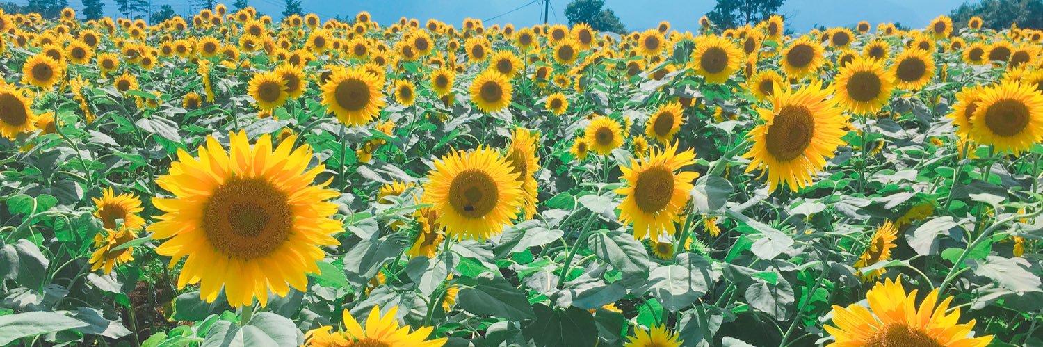 ぴーまん🫑 banner