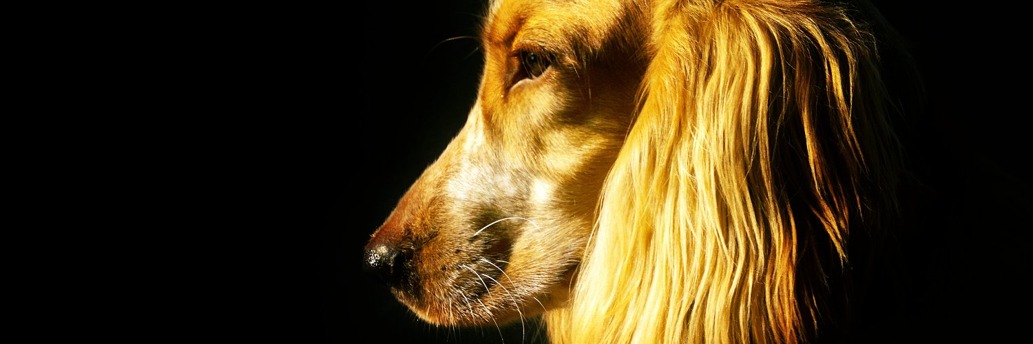 Rohit Mahadev banner