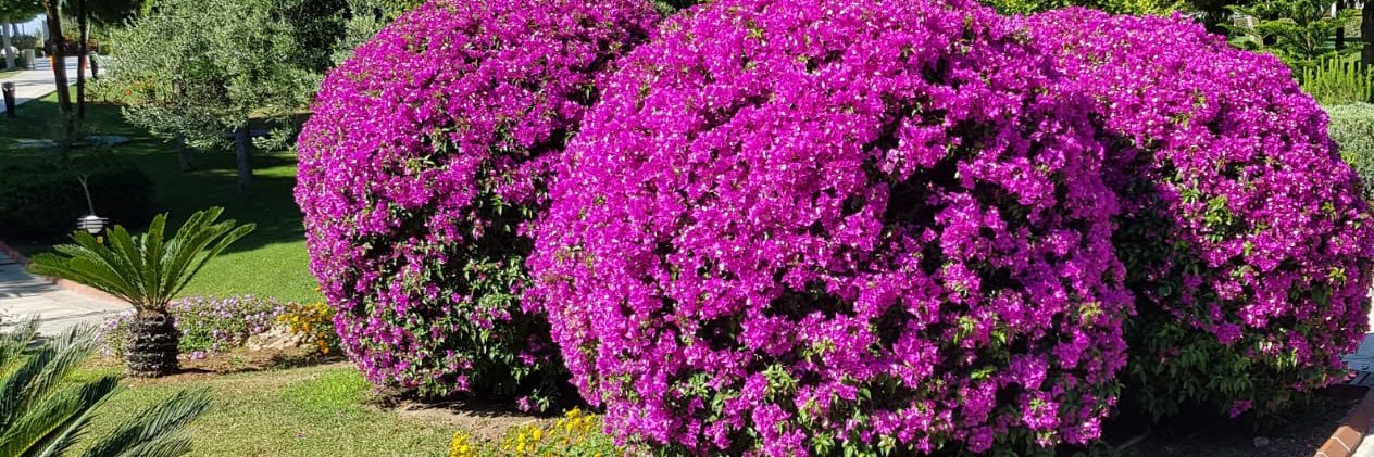 Peaceful account banner