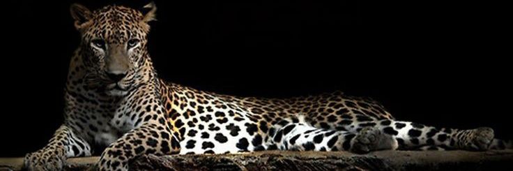 HadeerAhmed511's profile banner image