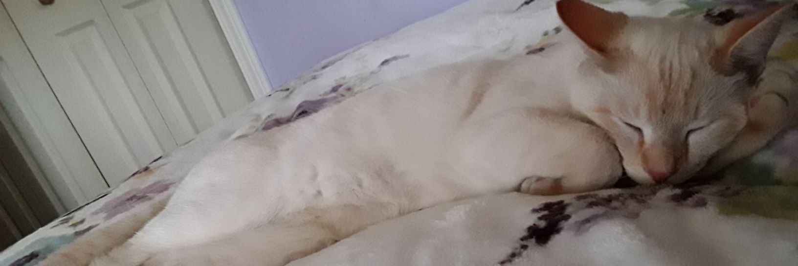 emilyrofll's profile banner image