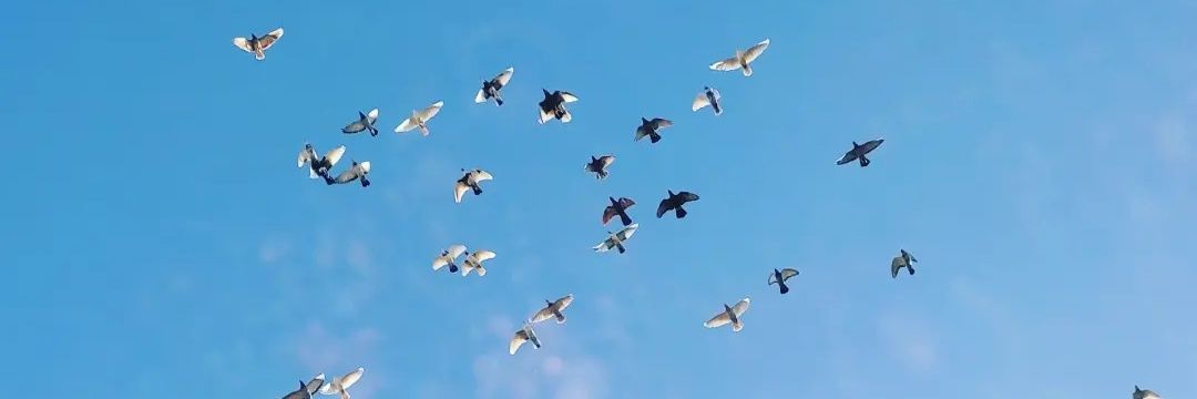 Melike Demirhan banner