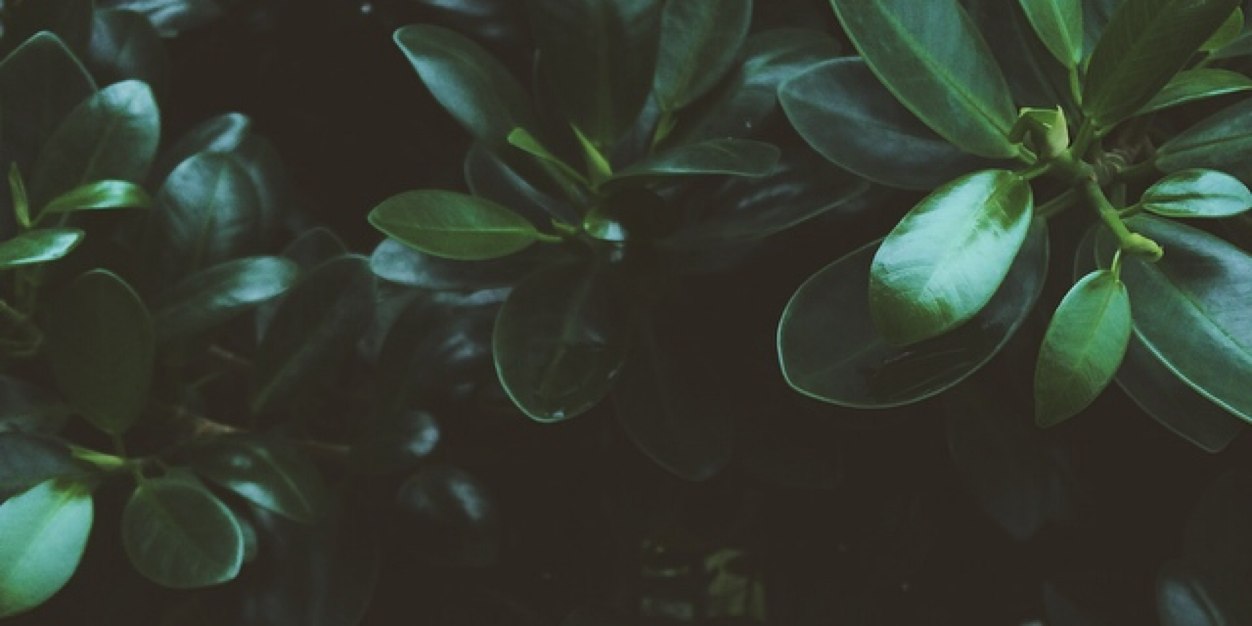 hcaeppeach's profile banner image
