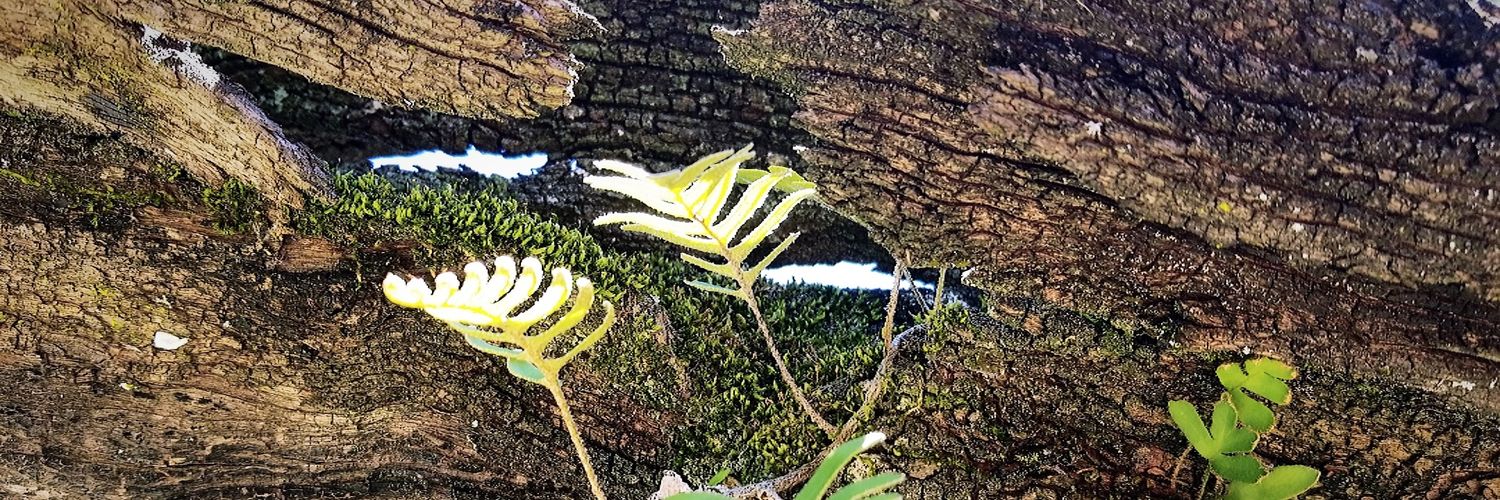 twittopheradams's profile banner image
