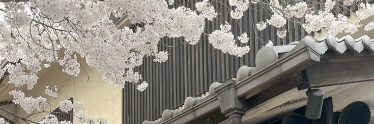 涼椛˖ ࣪⊹ banner